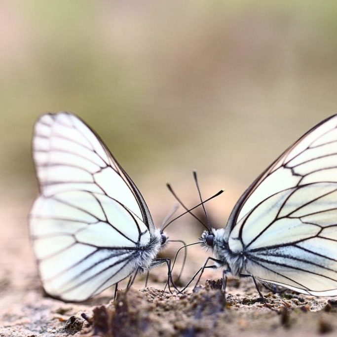 white butterflies on sand